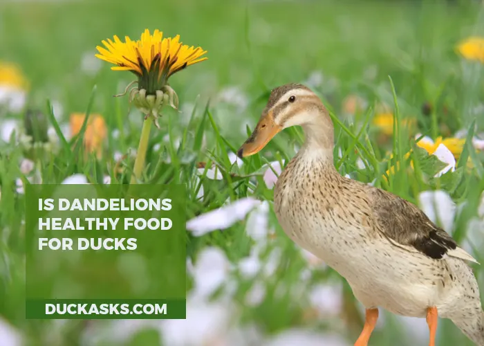 Are Dandelions a Healthy Food for Ducks to Eat