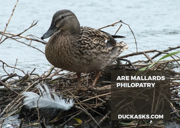 Are Mallards Philopatry