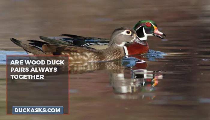 Are Wood Duck Pairs Always Together?