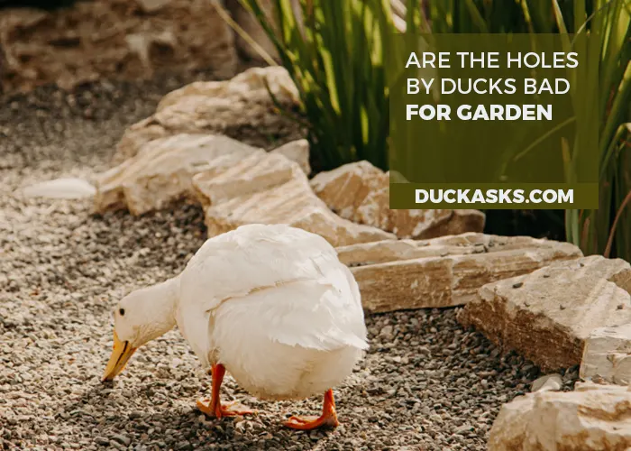 Are the Holes by Ducks Bad for Your Garden