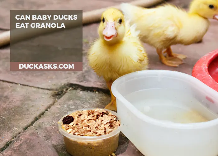 Can Baby Ducks Eat Granola