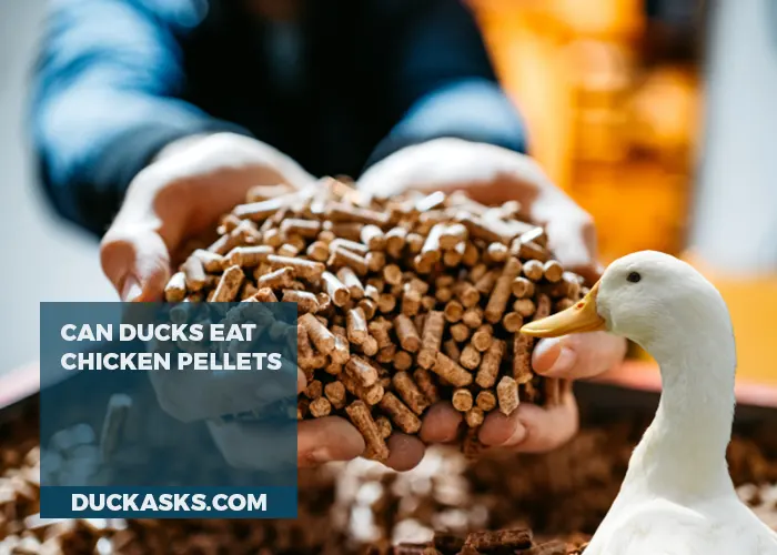 Can Ducks Eat Chicken Pellets