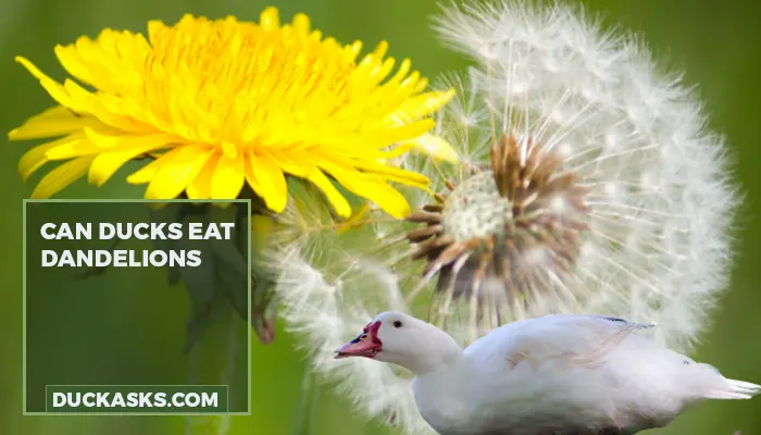 Can Ducks Eat Dandelions?