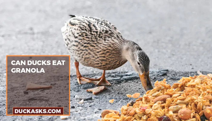 Can Ducks Eat Granola?