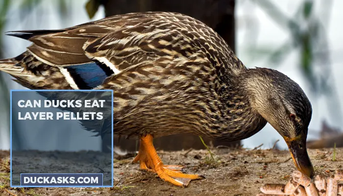 Can Ducks Eat Layer Pellets?