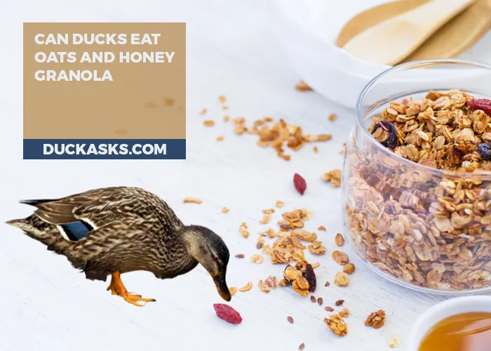 Can Ducks Eat Oats and Honey Granola