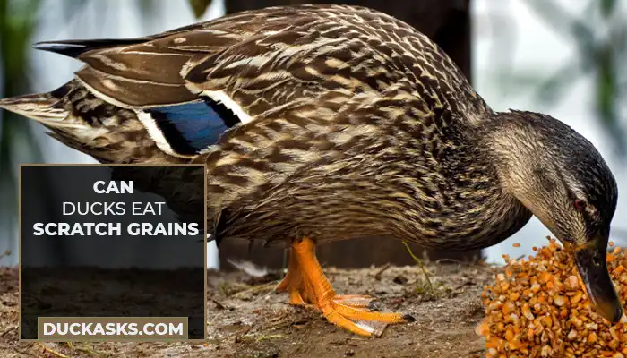 Can Ducks Eat Scratch Grains?