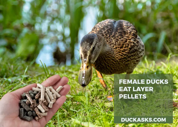 Can I Give Layer Pellets to Female Ducks