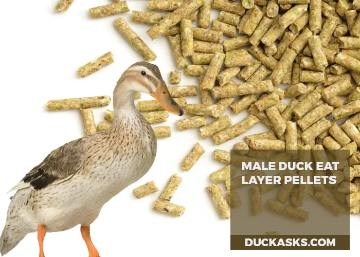 Can Male Ducks Eat Laying Pellets