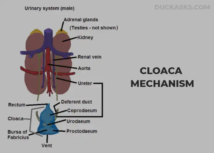 The Cloaca Mechanism