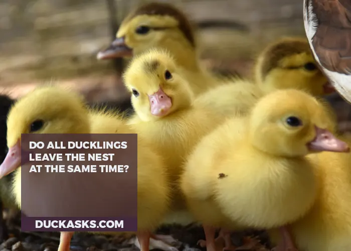 Do All Duck Species Leave the Nest at the Same Time