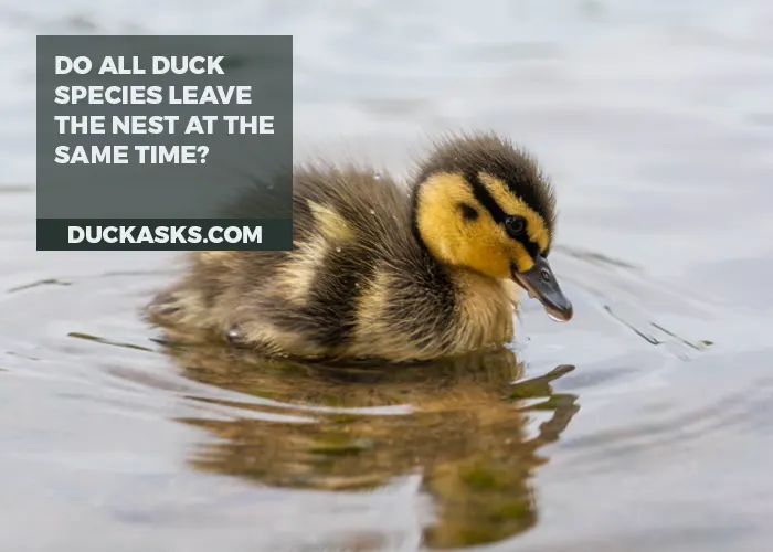 How Do Ducklings Learn to Swim and Find Food