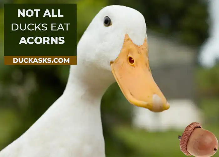 What Kind of Ducks Eat Acorns