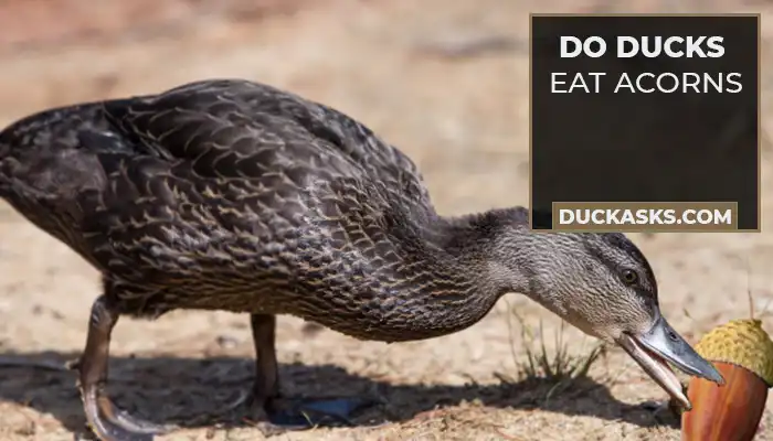 Do Ducks Eat Acorns?