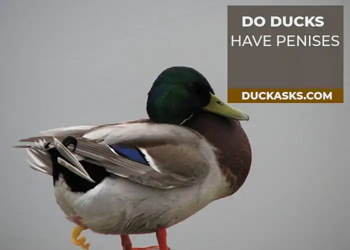 Do Ducks Have Penises