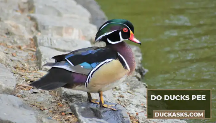 Do Ducks Pee? Insights And Interesting Facts!