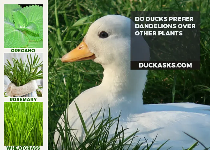 Do Ducks Prefer Dandelions Over Other Plants