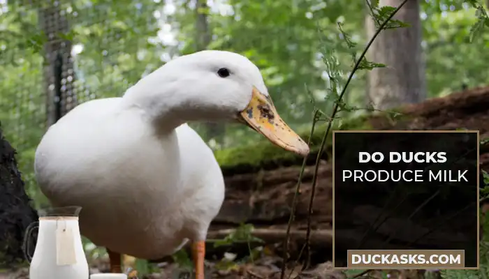Do Ducks Produce Milk?