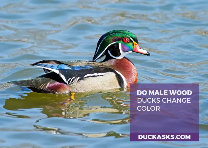 Do Male Wood Ducks Change Color