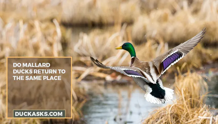 Do Mallard Ducks Return To The Same Place? Migration And More Facts!