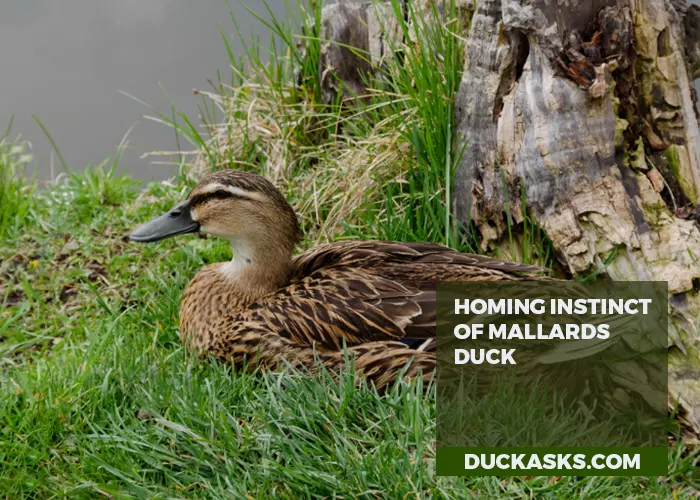 Do Mallards Also Have a Homing Instinct