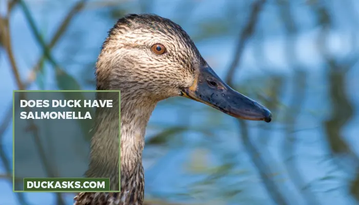 Does Duck Have Salmonella?