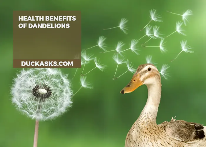 Health Benefits of Dandelions