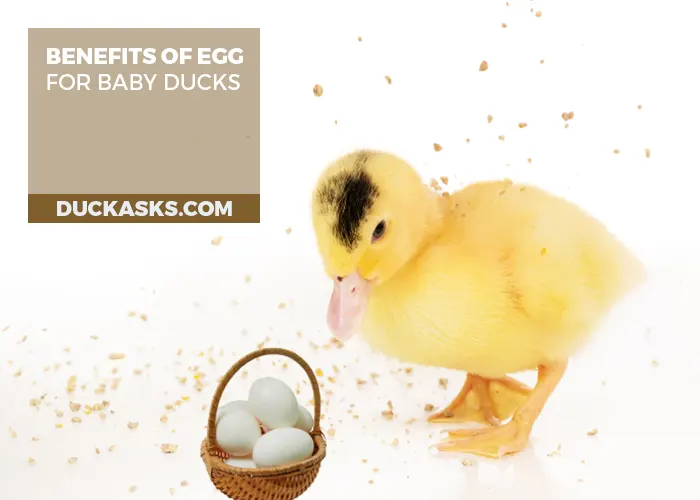 Health Benefits of Eggs for Baby Ducks