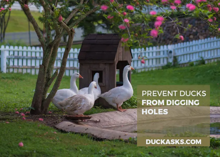 How Can I Prevent Ducks from Digging Holes