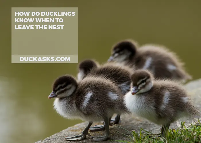 How Do Ducklings Know When to Leave the Nest