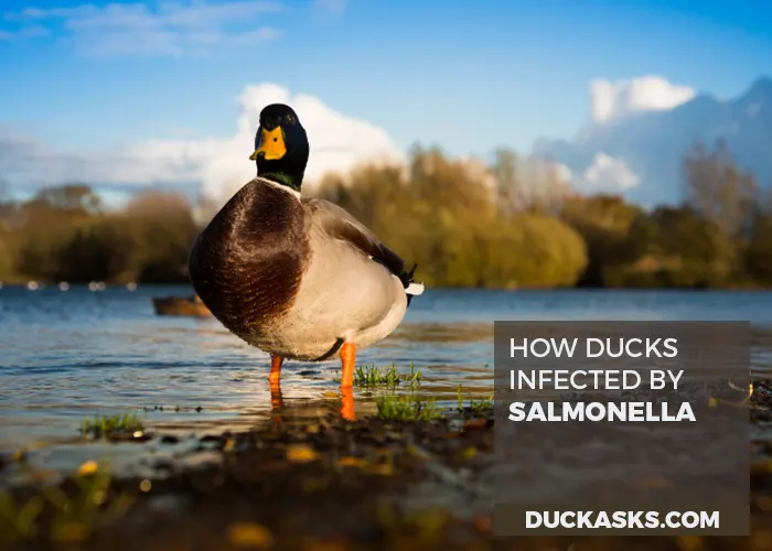 How Do Ducks Come in Contact with Salmonella