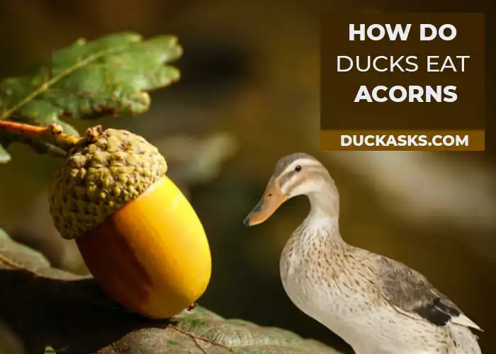 How Do Ducks Eat Acorns