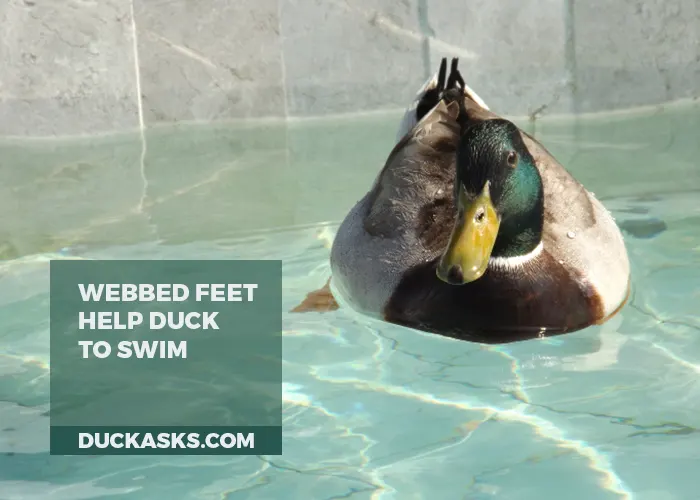 How Do Ducks Webbed Feet Help Them to Swim