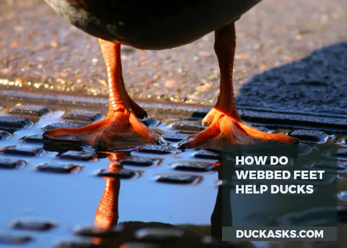 How Do Webbed Feet Help Ducks