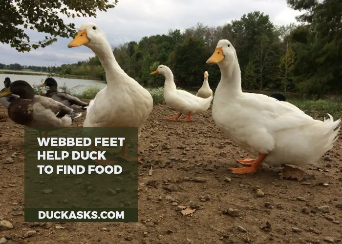 How Do Webbed Feet Help the Ducks to Find Food