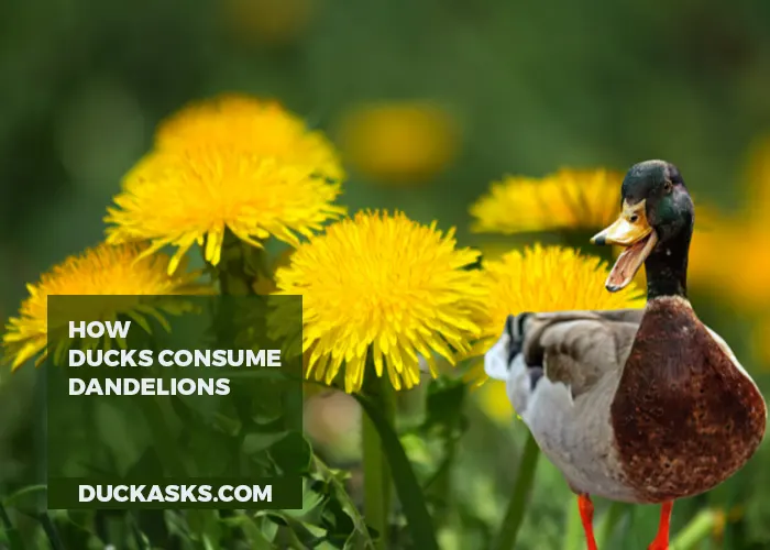 How Ducks Consume Dandelions