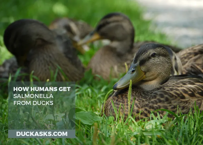 How Humans Get Salmonella from Ducks