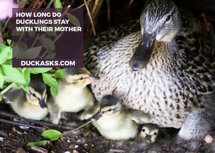 How Long Do Ducklings Stay With Their Mother