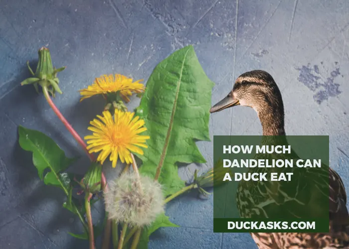 How Much Dandelion Can a Duck Eat