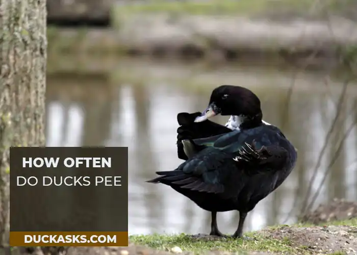 How Often Do Ducks Pee