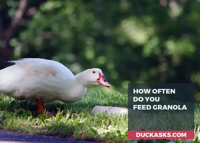 How Often Should You Feed Granola to Ducks