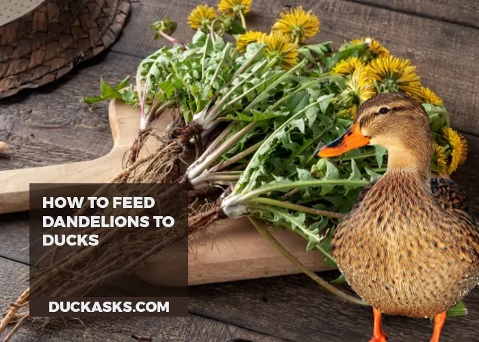 How to Feed Dandelions to Ducks