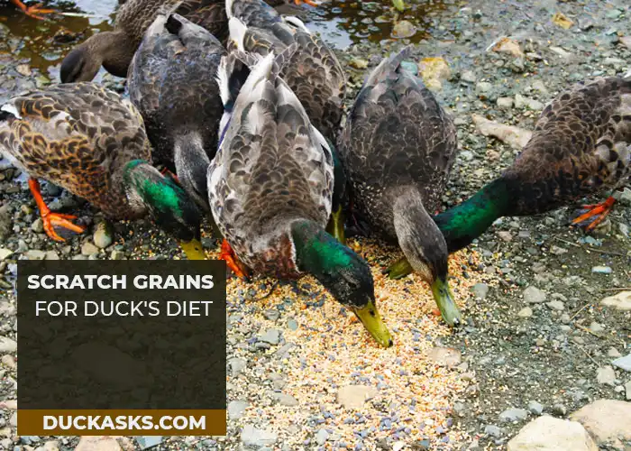 How to Incorporate Scratch Grains into Your Duck's Diet