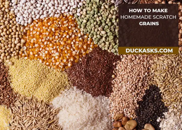 How to Make Homemade Scratch Grains for Ducks