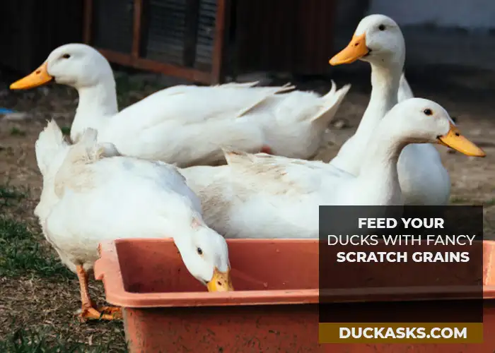 Is It Okay to Feed Your Ducks with Fancy Scratch Grains