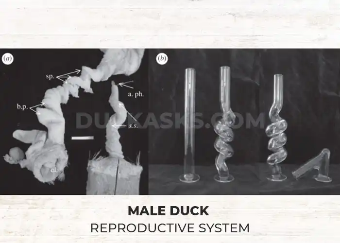 Male Duck Reproductive System