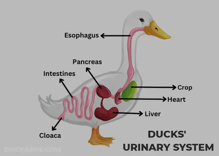 An Overview of the Ducks' Urinary System