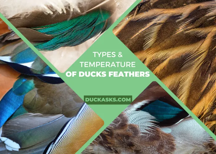 Types of Ducks Feathers