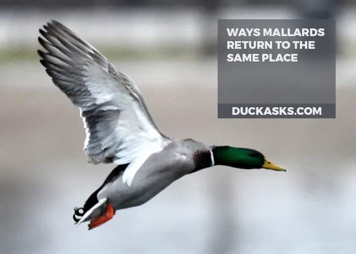 Ways Mallards Return to the Same Place