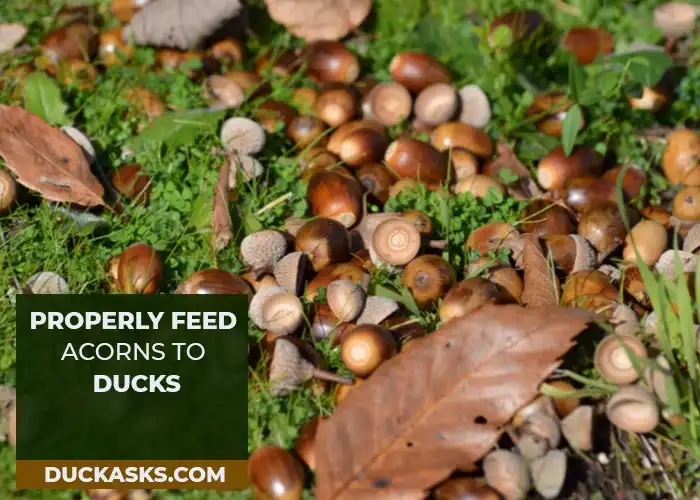 Ways to Properly Feed Acorns to Ducks